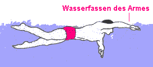 Kraul: Zug- und Druckphase